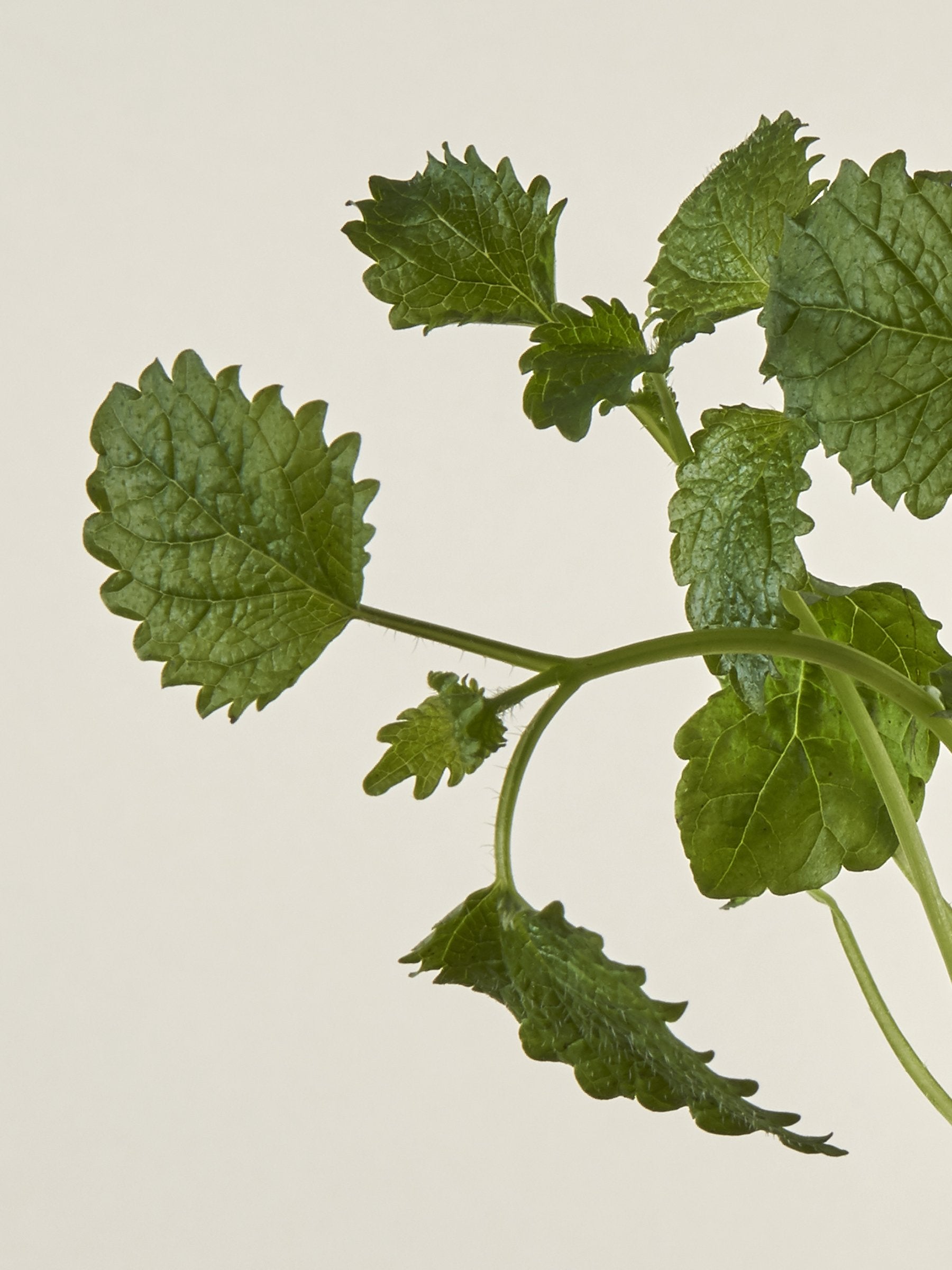 Lemon Balm