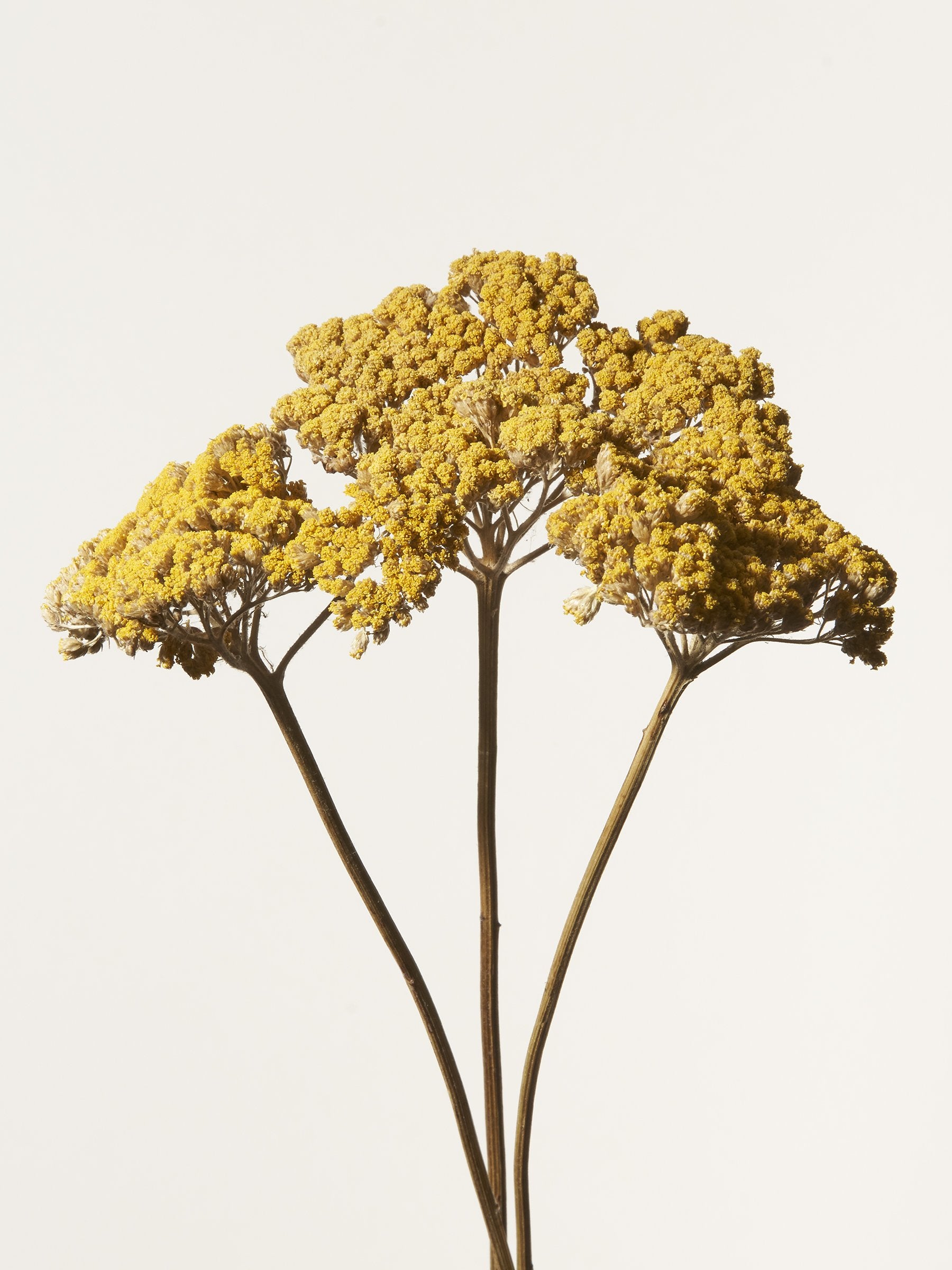 Yarrow