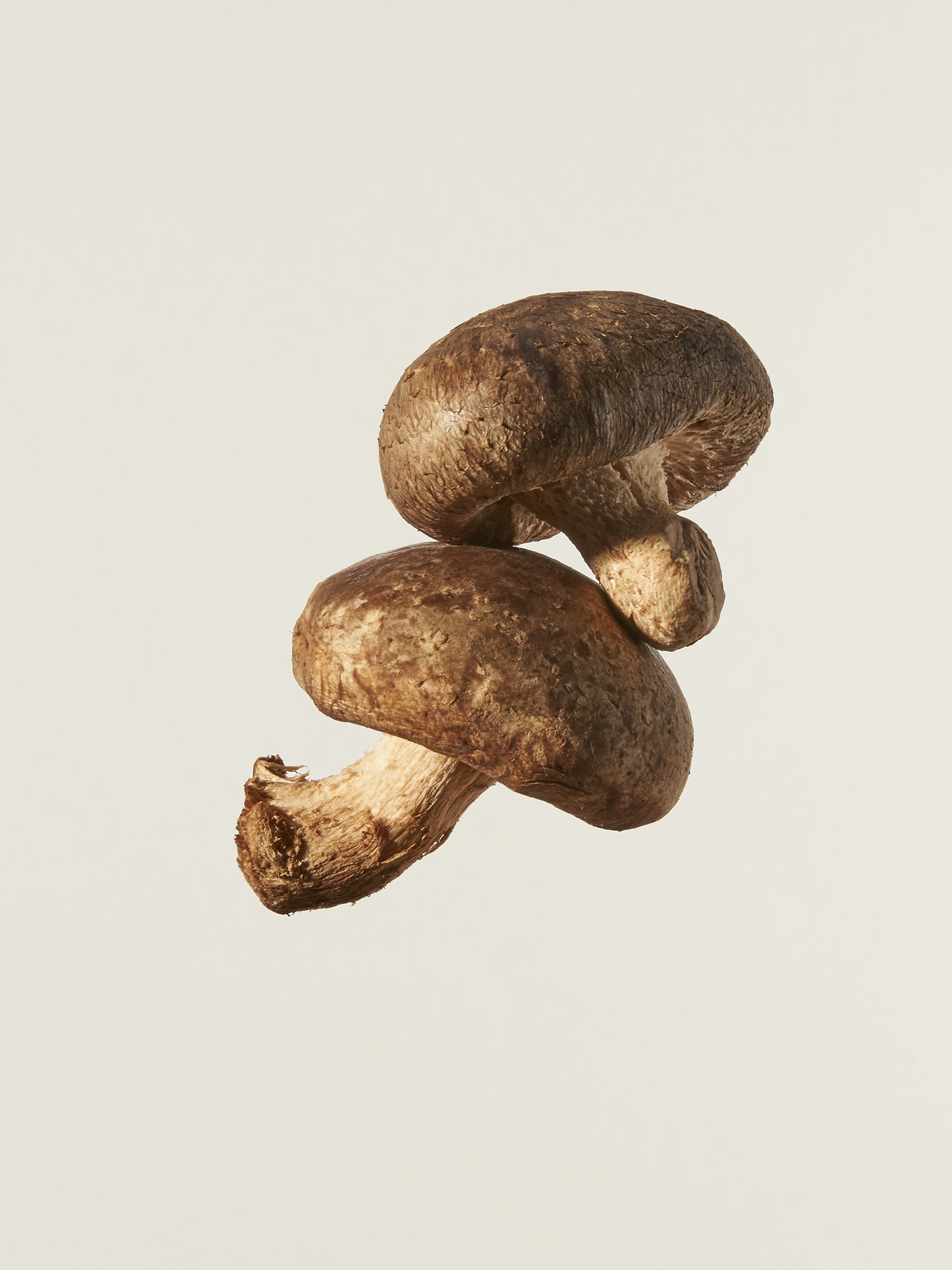Shiitake mushroom